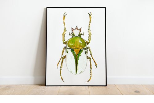 Rhamphorrhina bertolonii Lucas, beetle in the sun's rays in bright yellow green colour by Tetiana Savchenko