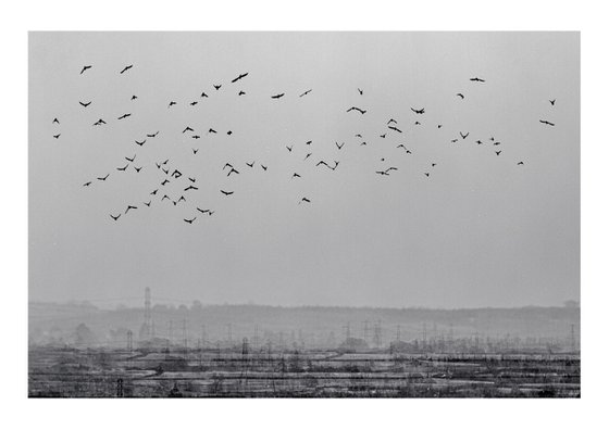 Midwinter #8 Limited Edition #1/25 Fine Art Photograph of Bare Winter Trees and Birds Flying