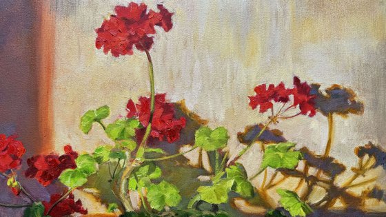 Pelargonium in Evening Light