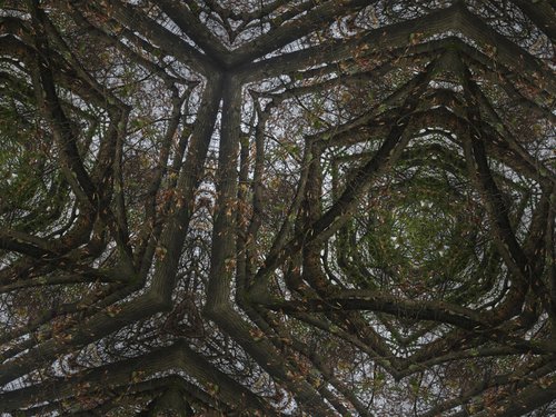 Photography | Forest mosaic by Gabriele Kuizinaite