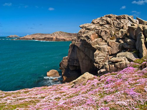 Scilly Sea Thrift by Alex Cassels