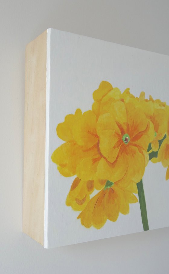 Yellow Primulas