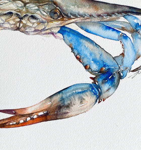 Blue Crab Crawly