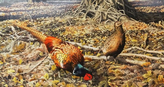 Woodland Pheasants