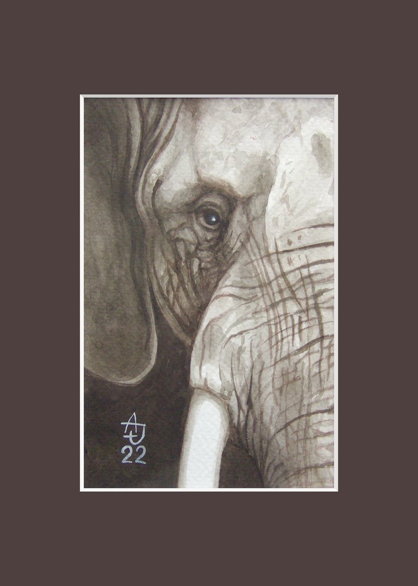 Look at the elephant :) by Jolanta Czarnecka