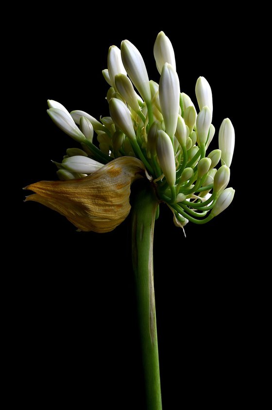 White Agapanthus