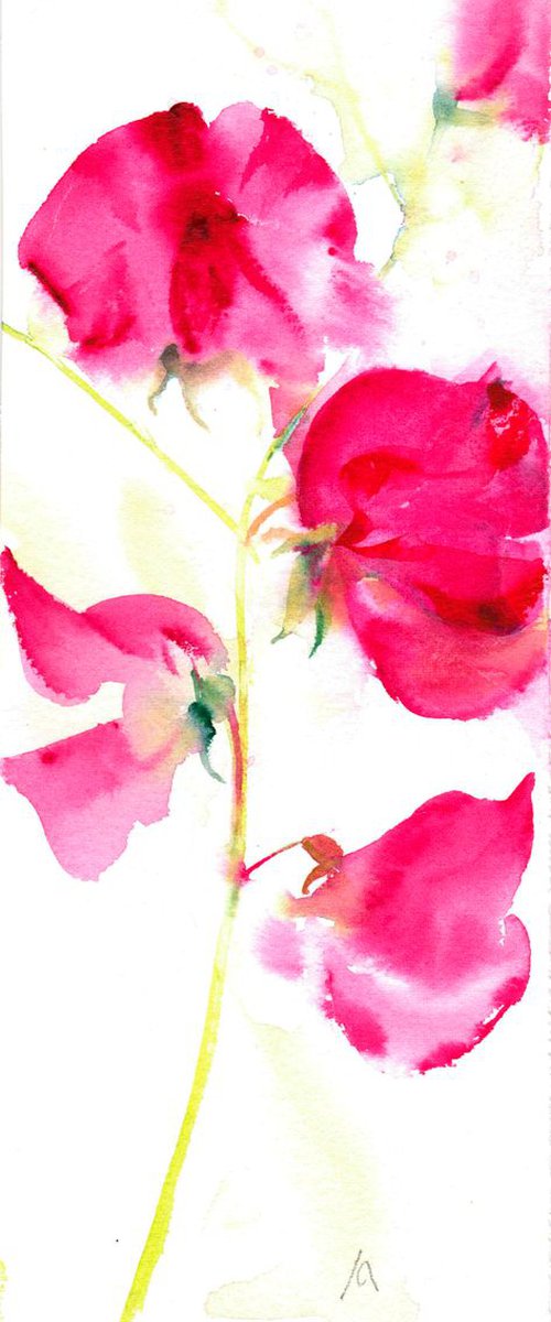 Stem of Sweetpa by Anjana Cawdell