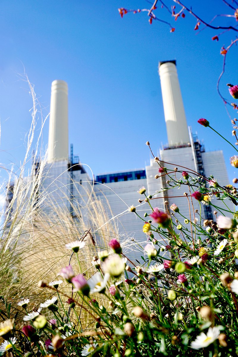 Battersea Power station : Flowers 2020 3/20 20X30 by Laura Fitzpatrick