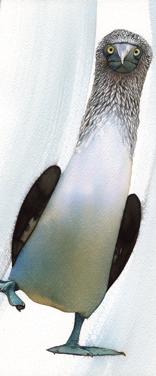 Blue-footed booby by REME Jr.