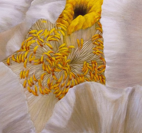Peony, Soul of a Flower