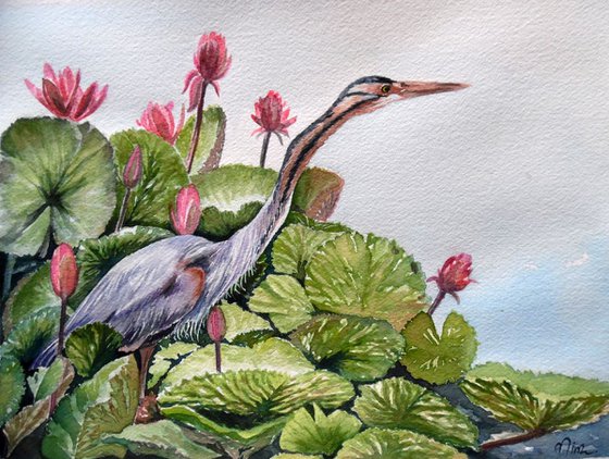 Purple Heron (Watercolor original)