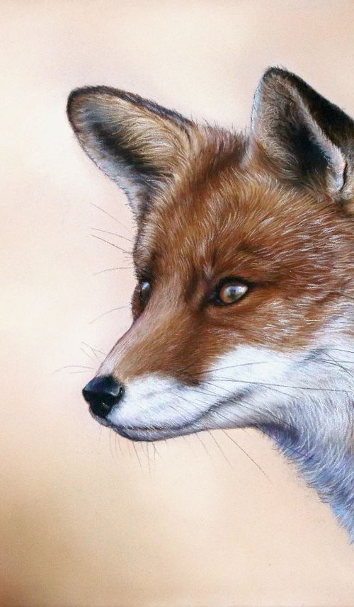 Fox portrait by Tatjana Bril