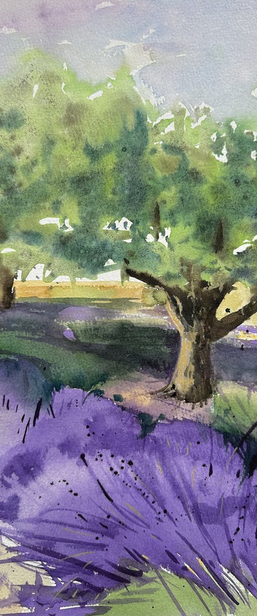 WC: Olive Trees in Provence by Alla Semenova
