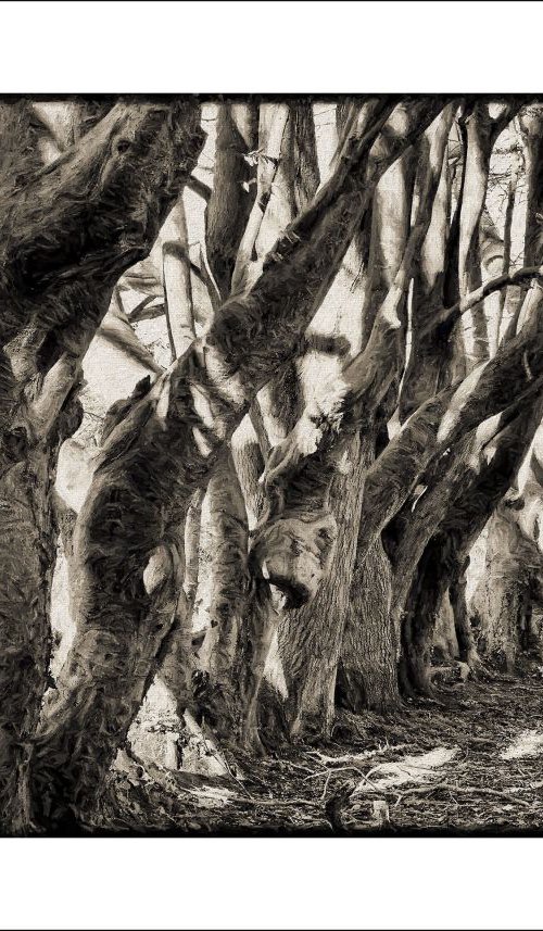 Line of Knarled Trees... by Martin  Fry