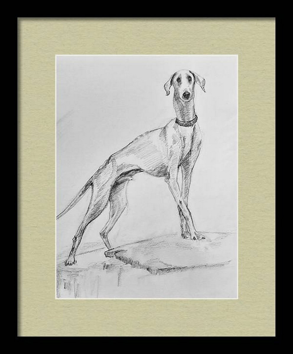 Mudhol hound dog - Pet Dog Pencil sketch on paper A4 by Asha Shenoy
