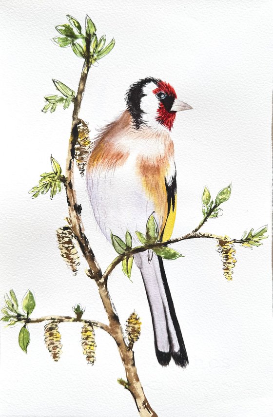 Twin Colorful Noble birds