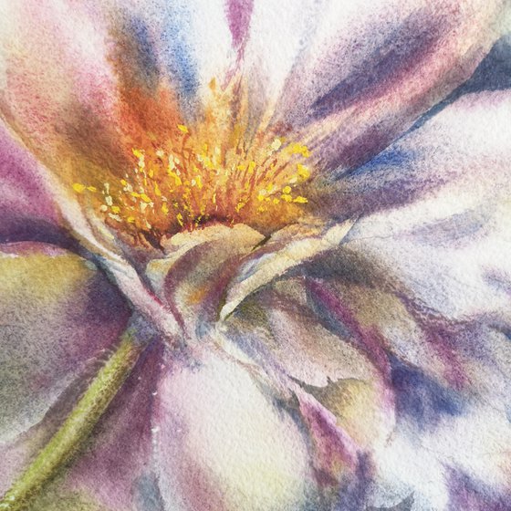 Peony flower watercolor painting