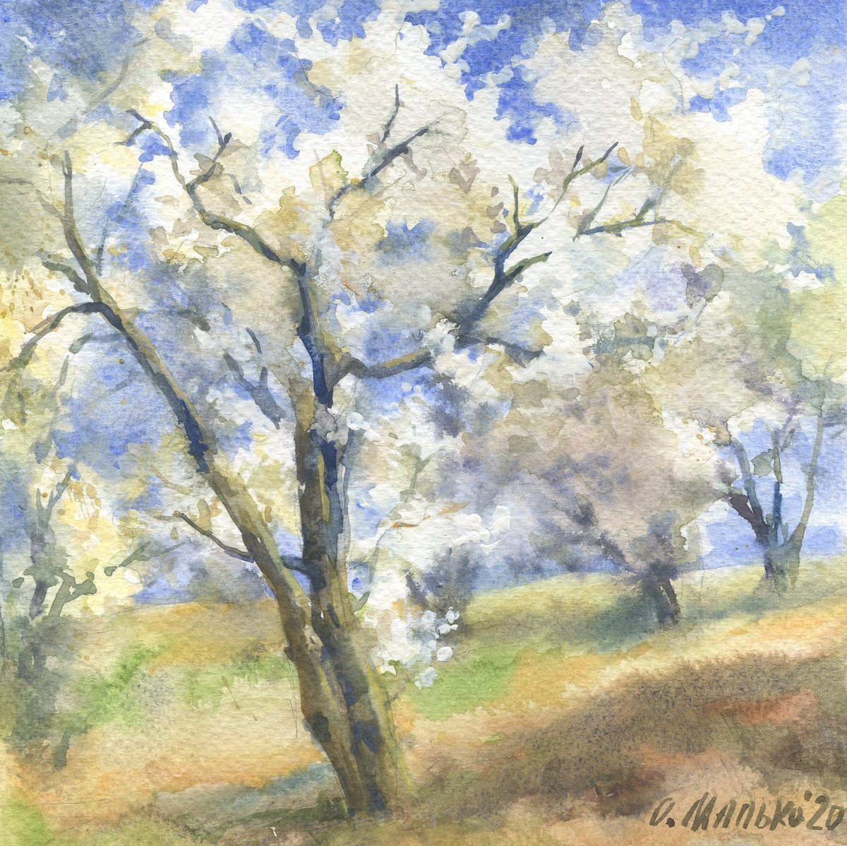 Flowering orchard / White trees and blue sky Spring watercolor sketch by Olha Malko