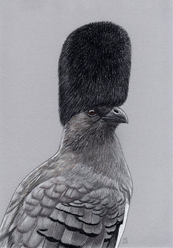 White-bellied go-away-bird