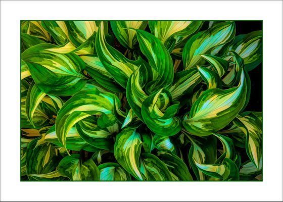 Hosta