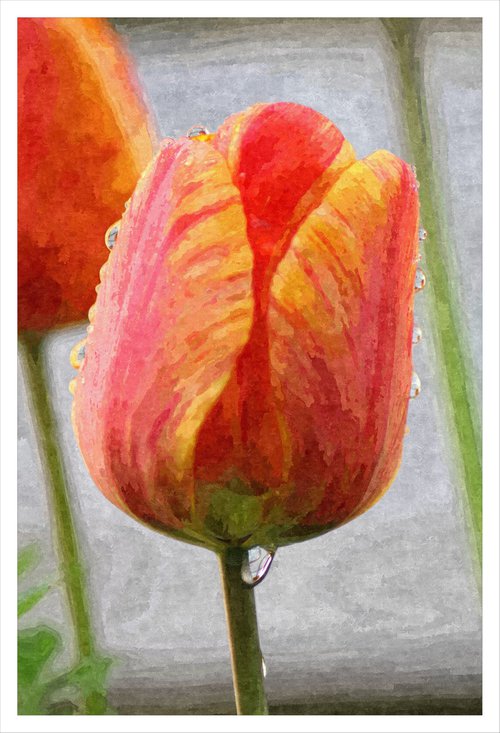 Tulip Dew by David Lacey