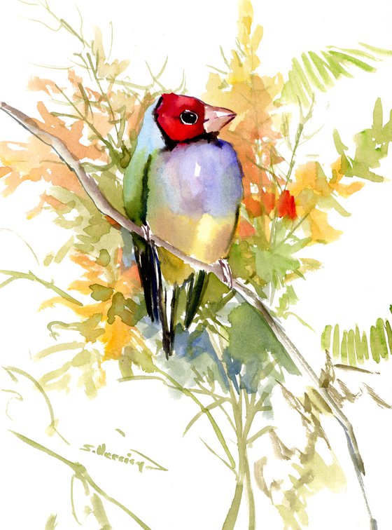 Gouldian finch