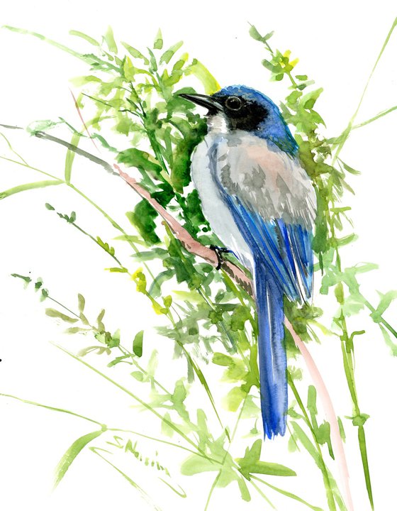 Florida Scrub Jay