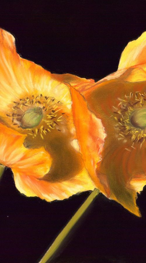 ,, Poppy'' pastel on paper by Deimante Bruzguliene
