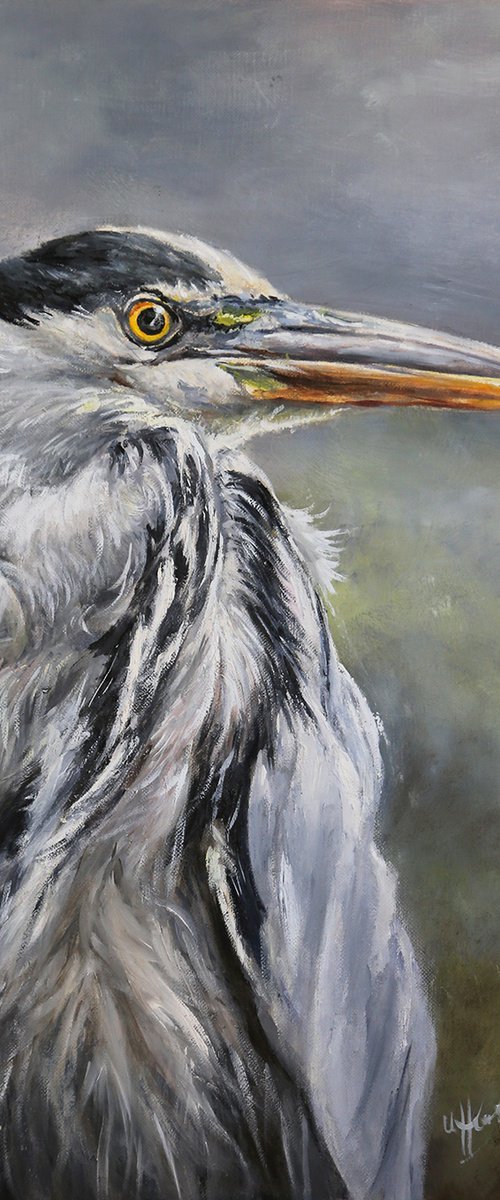 Grey Heron Ardea cinerea by Una Hurst