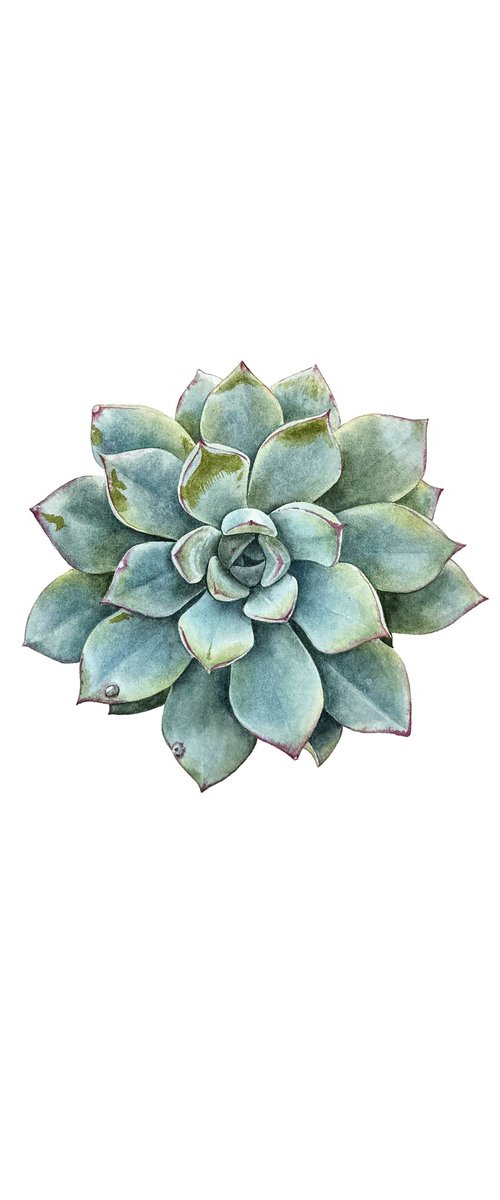 Echeveria Painting by Yuliia Prokopchuk