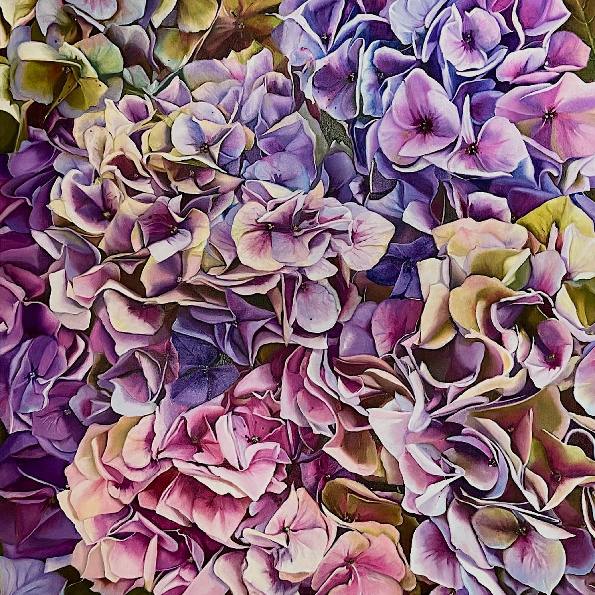 Photorealistic Oil Painting , Awakening Of The Hydrangea By Natalia Lugovskaya, 39 X 39, Artwork For Sale On Artfinder