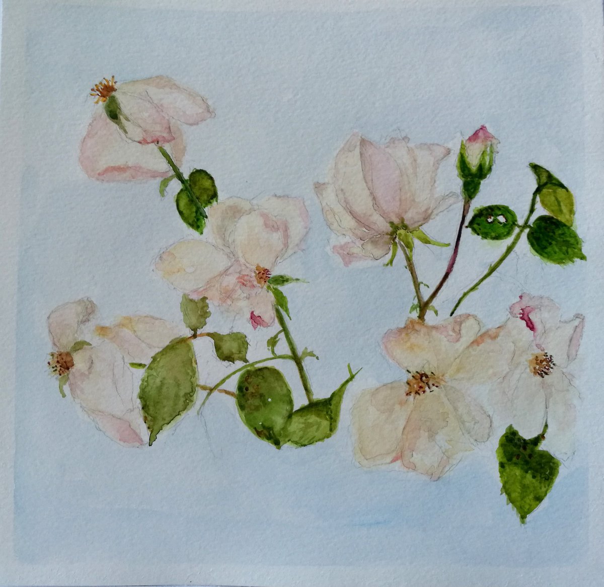 Expressive Botanical Watercolour By Daniela Roughsedge, 10 X 10, Last Autumn Roses, Original Artwork
