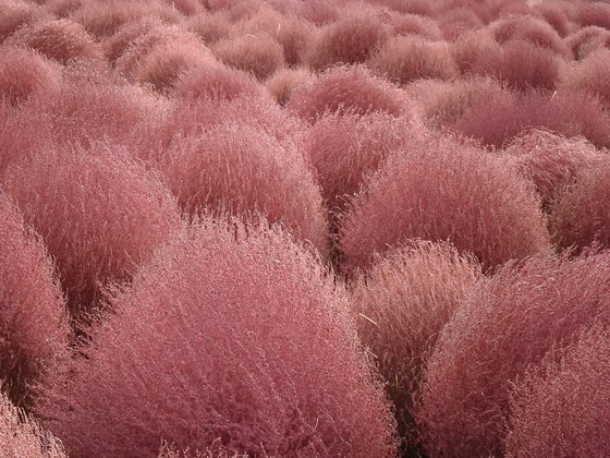RED TUFTS