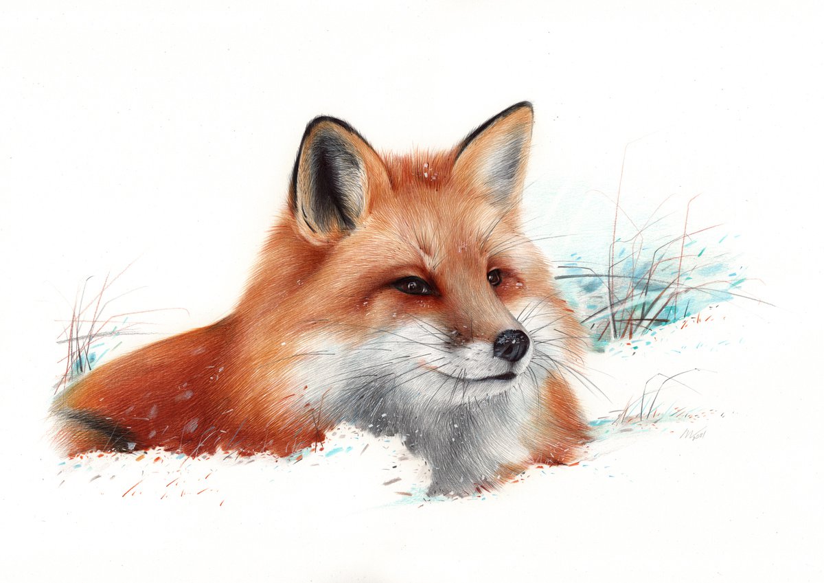 Red Fox Portrait (Realistic Ballpoint Pen Drawing) by Daria Maier
