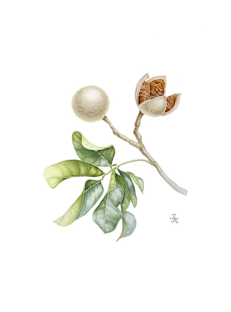 Illustrative Botanical Watercolour By Tetiana Kovalova, 11 X 15", African_Mahogany, Original Artwork