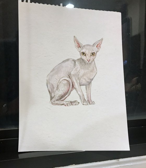 Sphynx Cat Original Watercolor