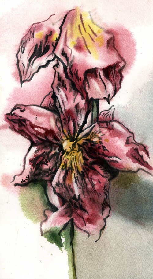 pink oncidium orchid watercolor by Alfred  Ng