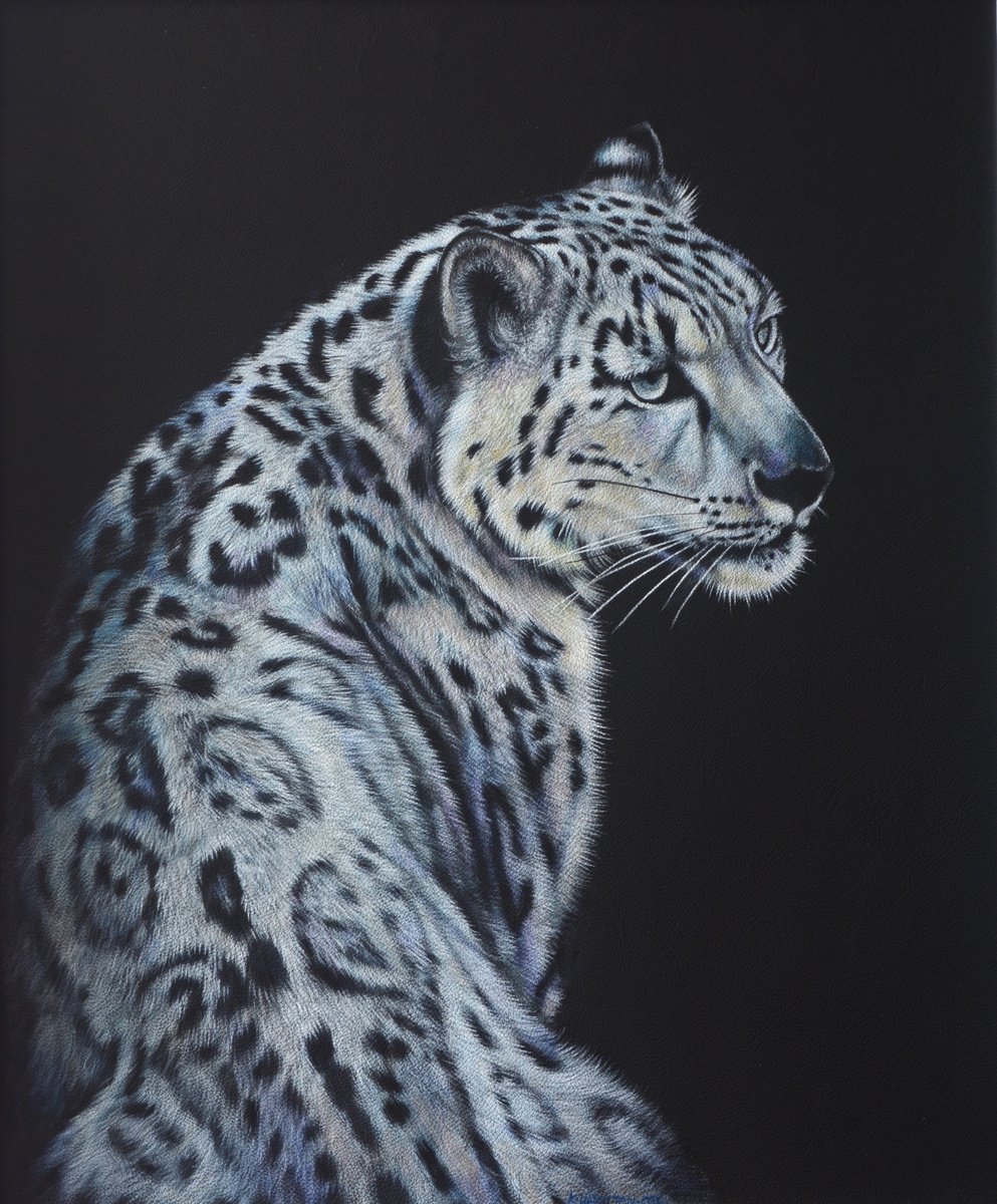 Snow Leopard: Sabu by Karl Hamilton-Cox