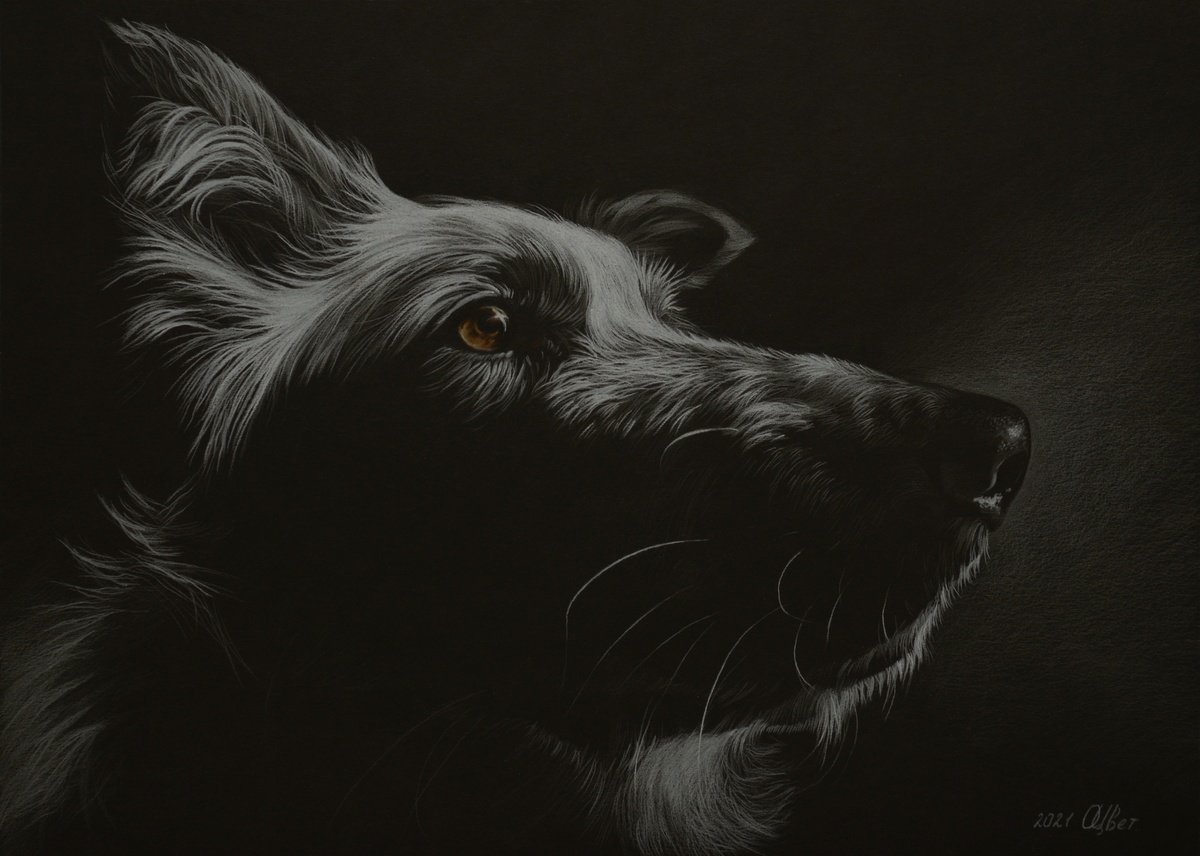 Pencil portrait of Heeler Dog by Olga Tsvetkova