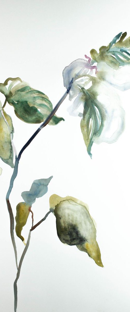 Plant Study No. 39 by Elizabeth Becker