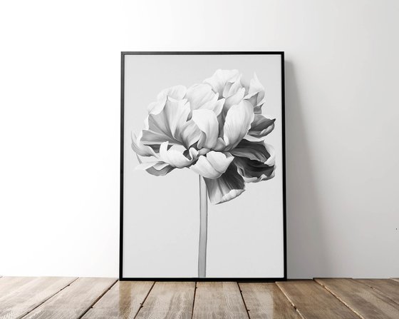 "Black and white peony" Black white flowers