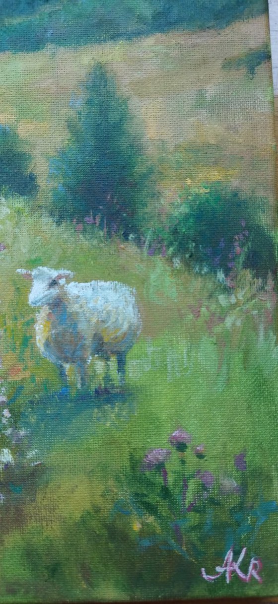 Scottish landscape, sheep on pasture