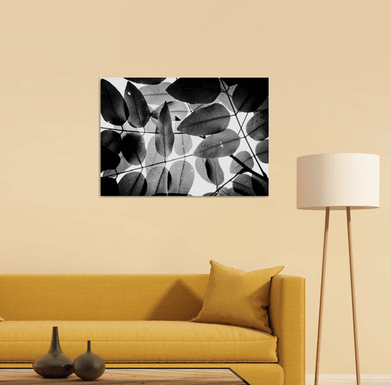 Experiments with Leaves I | Limited Edition Fine Art Print 1 of 10 | 75 x 50 cm