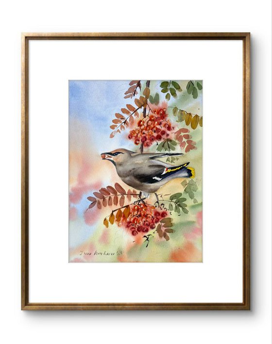 Waxwing on Rowan Branch