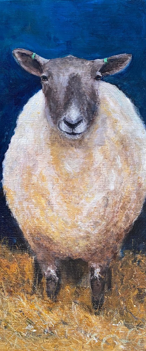 Sheep portrait by Teresa Tanner