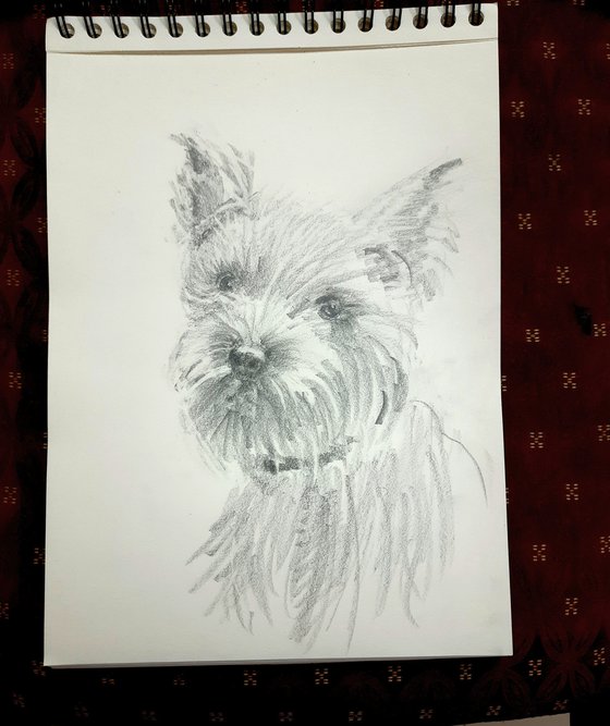 Terrier Portrait  Pet Dog sketch