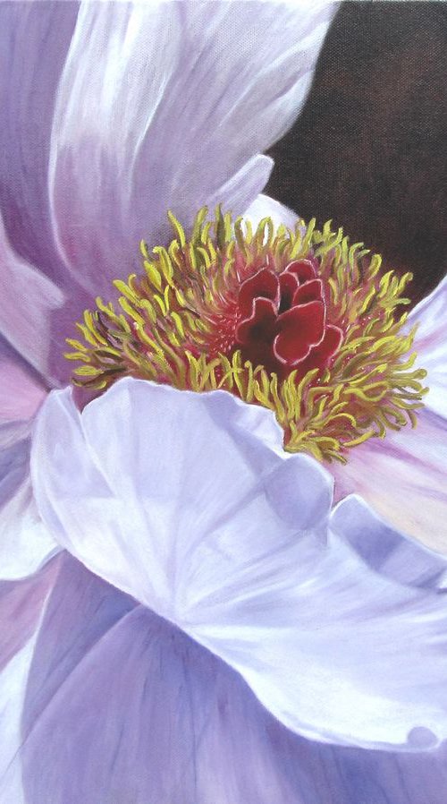 Peony in the sun by Ira Whittaker