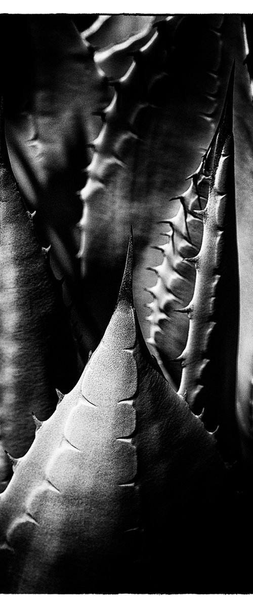 Agave, California by Heike Bohnstengel