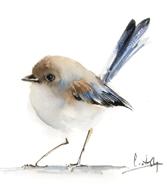 Fairy Wren Bird