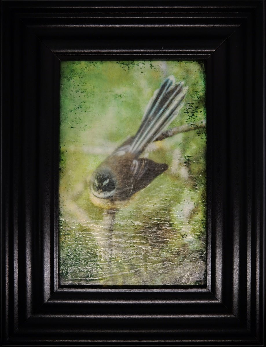 Fantail Perch by Roseanne Jones